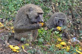 2025/08/scrumping-apes.jpg