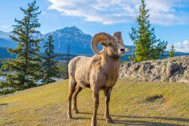 2025/08/Wildlife-parks.jpg