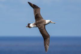 2025/08/Albatross-drones.jpg
