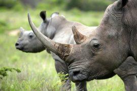 2025/08/rhino-horn.jpg