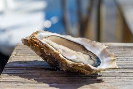 2025/08/Oyster-virus.jpg
