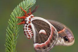 2025/08/Insect-pollinators-urbanization2.jpg