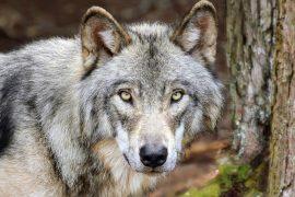 2025/08/Wolf-Day.jpg