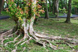 2025/08/Plant-roots-2.jpg