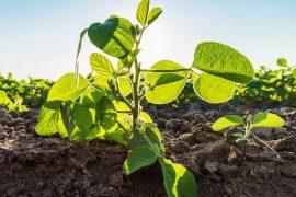 2025/08/Soybean-plant-memory.jpg
