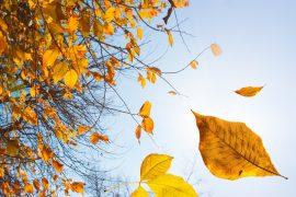 2025/08/Drought-autumn.jpg