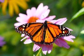 2025/08/Monarch-compass-.jpg