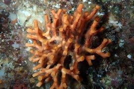 2025/08/Bryozoans.jpg