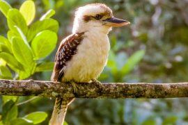 2025/08/Sex-reversal-birds.jpg