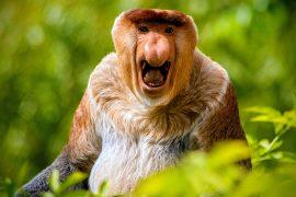 2025/09/Proboscis-monkey-nose.jpg