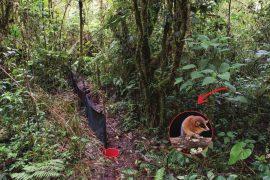 2025/09/new-mammal-species-tail-longer-body.jpg