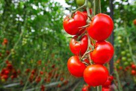 2025/09/swiss-dna-editing-tomatoes-fruit-faster.jpg