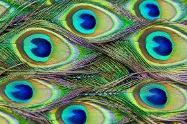 2025/09/peacock-feathers-emit-laser-light.jpg