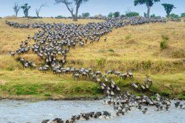 2025/09/Wildebeest-AI2.jpg