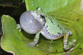 Frog-mating.jpg