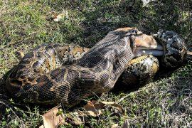 2025/09/unknown-cell-python-digestion.jpg