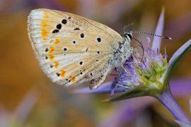 2025/09/Butterfly-chromosomes.jpg