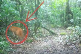 2025/09/rare-wild-cat-thailand-camera.jpg