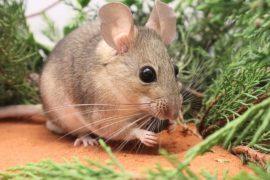 2025/09/Woodrat-toxic-plants.jpg