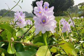 2025/09/Invasive-plants.jpg