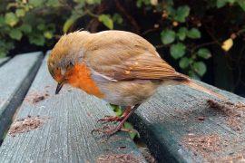 2025/09/Bird-collisions-messaging.jpg