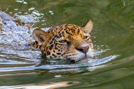 2025/09/jaguar-swimming.jpg