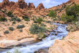 2025/09/Drylands-fish2.jpg