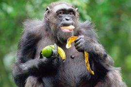 2025/09/Chimpanzees-alcohol-.jpg