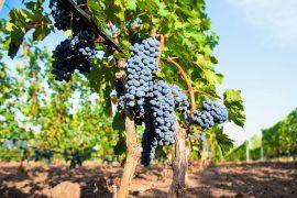 2025/09/Early-wine-farmers2.jpg