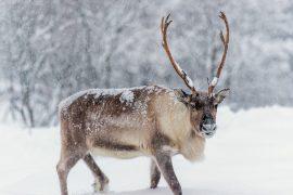 2025/09/Reindeer-grazing-carbon.jpg