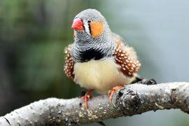 2025/09/Zebra-finches-calls.jpg