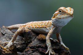 2025/09/Reptile.jpg