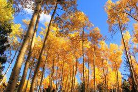 2025/09/Tree-DNA.jpg