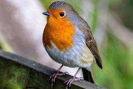 2025/09/Birds-predators.jpg