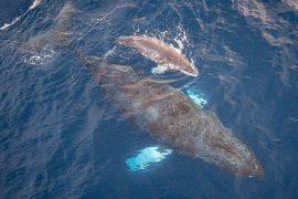 2025/09/Baleen-whale-mothers.jpg