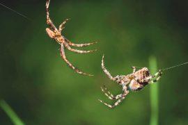 2025/09/spider-teamwork274.jpg