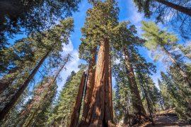 2025/09/Forest-climate-stress.jpg