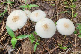2025/10/Mushrooms-psilocybin.jpg