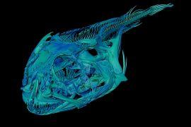 2025/10/Icefish-skull.jpg