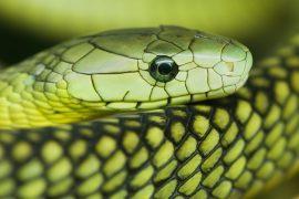 2025/10/mamba-venom272.jpg
