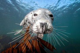 2025/10/Seal-whiskers-1.jpg