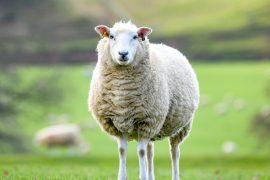 2025/10/Farm-animals-heat.jpg