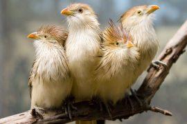 2025/10/Bird-warning-calls.jpg