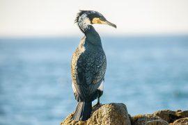 2025/10/Bird-population-decline.jpg
