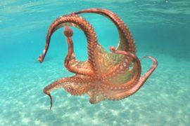 2025/10/World-Octopus-Day-.jpg