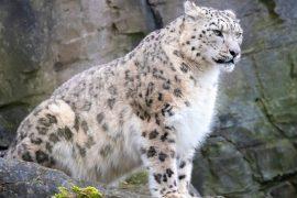 2025/10/Snow-leopard.jpg