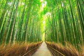 2025/10/Bamboo-plastic.jpg
