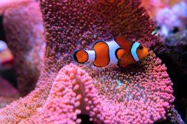 2025/10/Aquarium-fish-1.jpg