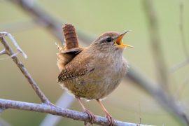 2025/10/Bird-biology-eclopse.jpg