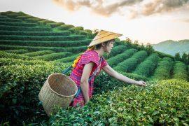2025/10/China-tea2.jpg